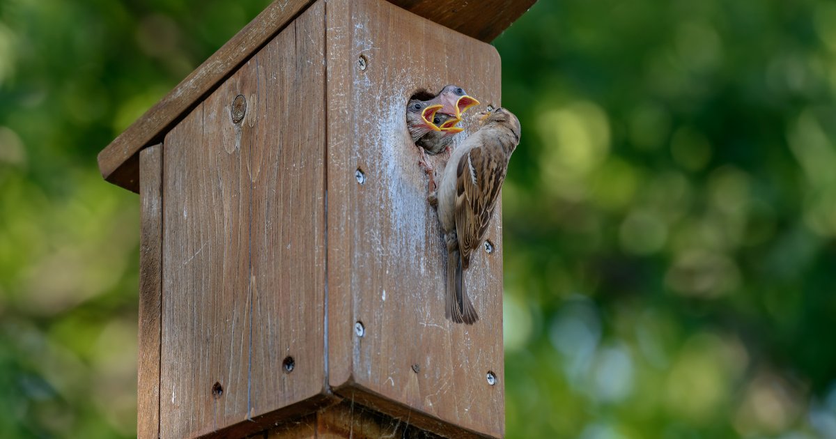 Den perfekten Nistkasten finden? | Deutsche Wildtier Stiftung
