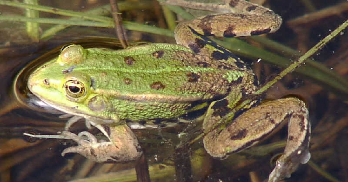 Wie überwintern eigentlich Frösche? Deutsche Wildtier Stiftung