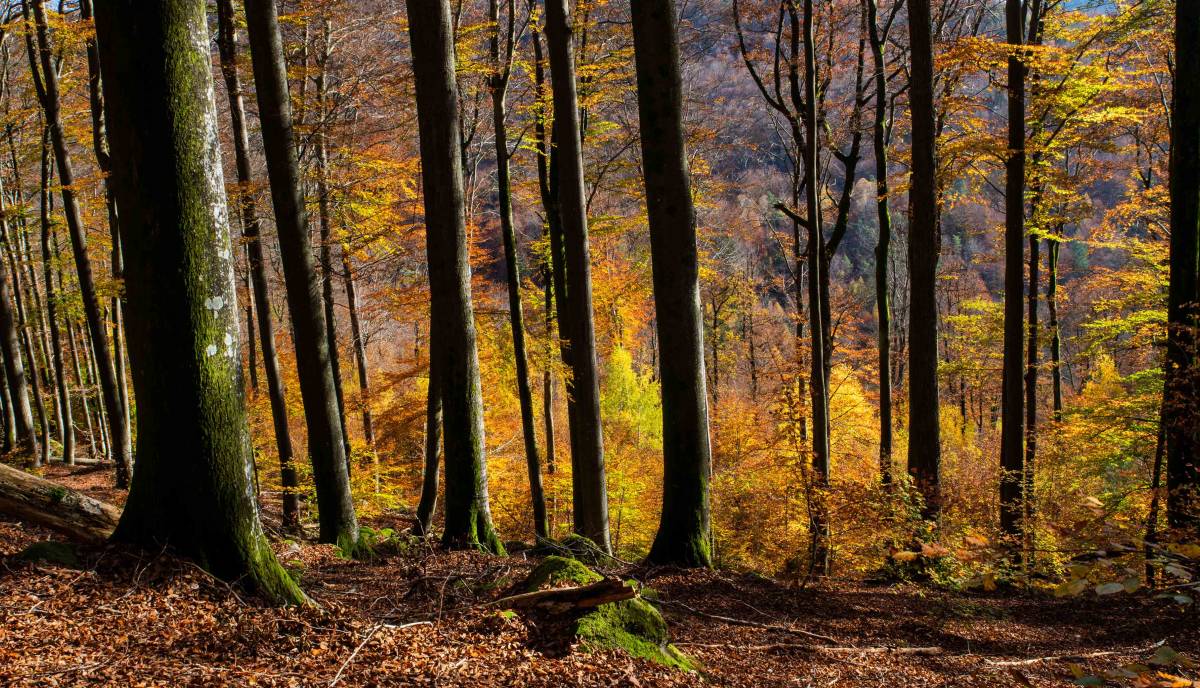 Pfälzer Wald aus Waldbilder aus Wildwäldern Foto: Burkard Stöcker