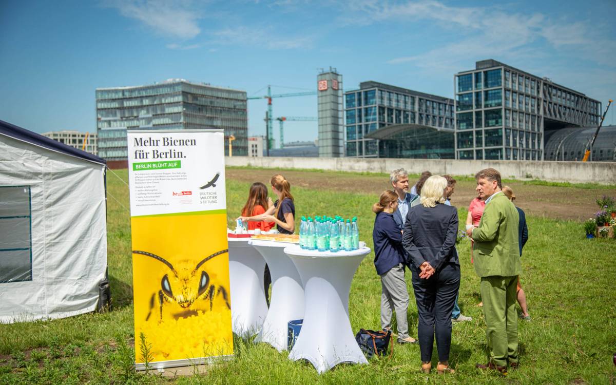 Die neue Wildbienenfläche direkt vor dem Hauptbahnhof zeigt: Wildbienenschutz kann gerade in Städten hervorragend  funktionieren!