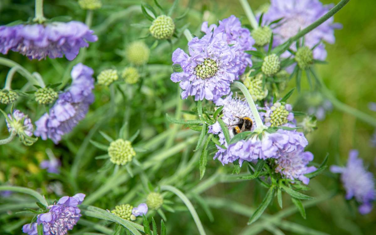 Eine Wildbiene (hier eine Hummel) sammelt süßen Nektar, auch eiweißhaltiger Pollen stellt eine wichtige Nahrungsquelle dar.