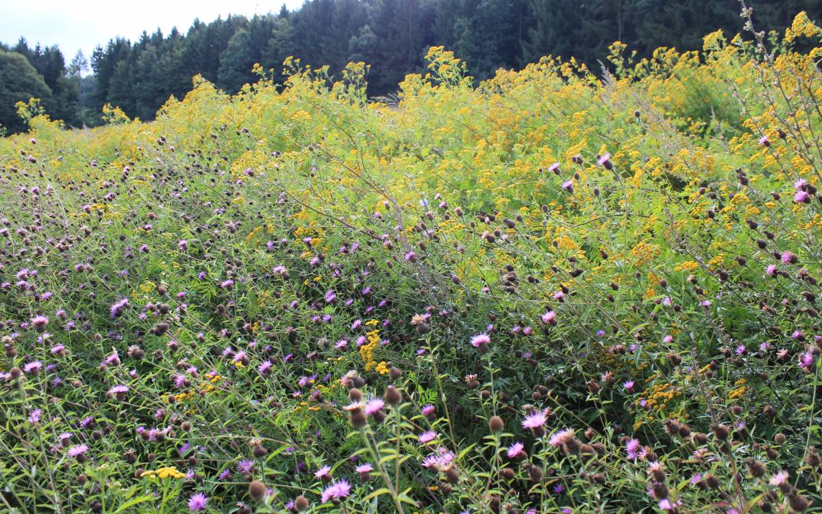 werner-kuhn___img_3429_bunte-biomasse-wildblumen-landwirtschaft