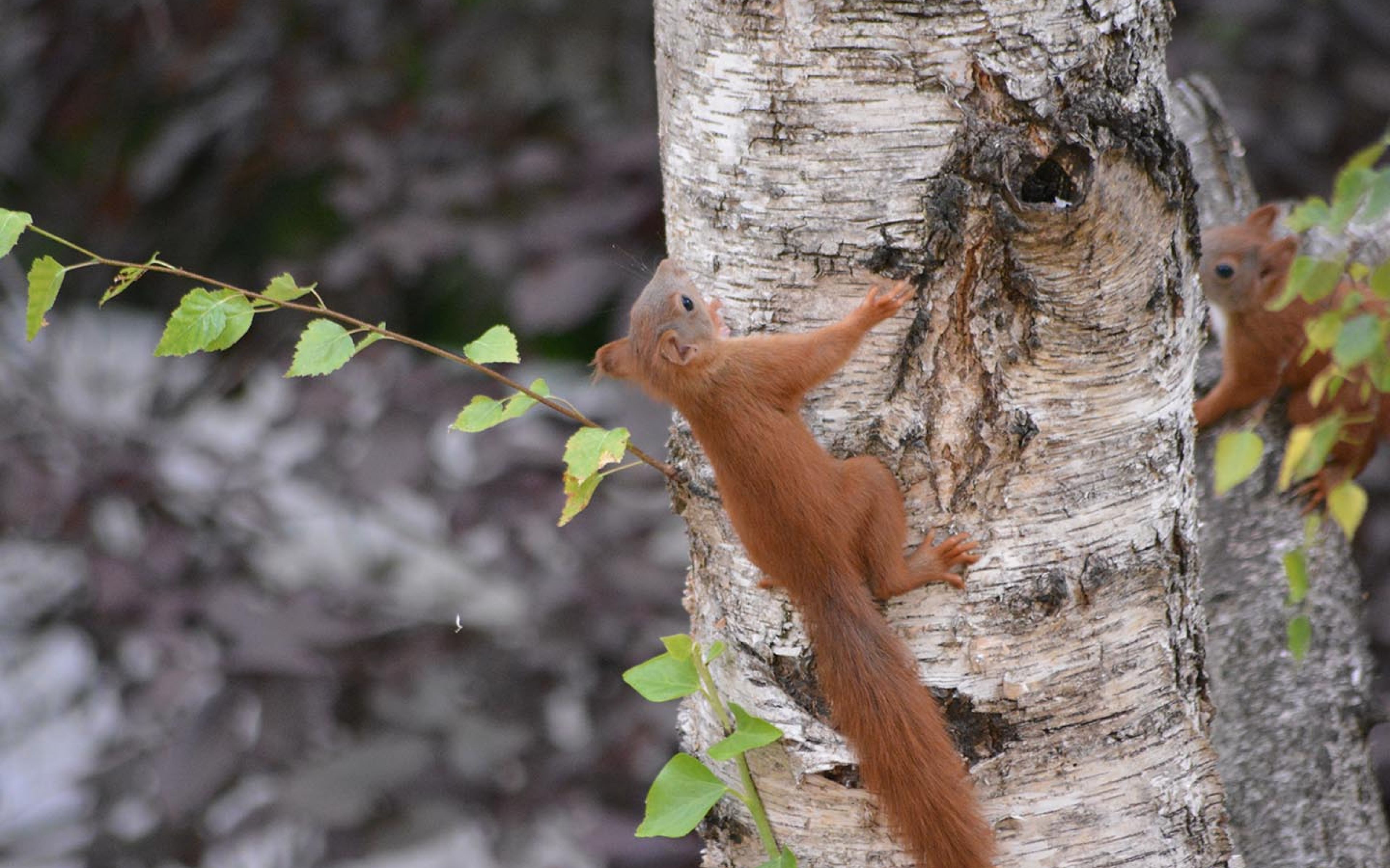 Deutsche Wildtier Stiftung Eichhörnchen vergessliche Gärtner
