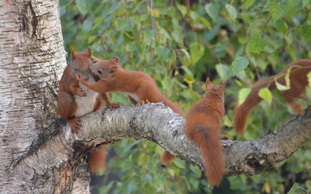 Deutsche Wildtier Stiftung Eichhörnchen vergessliche Gärtner
