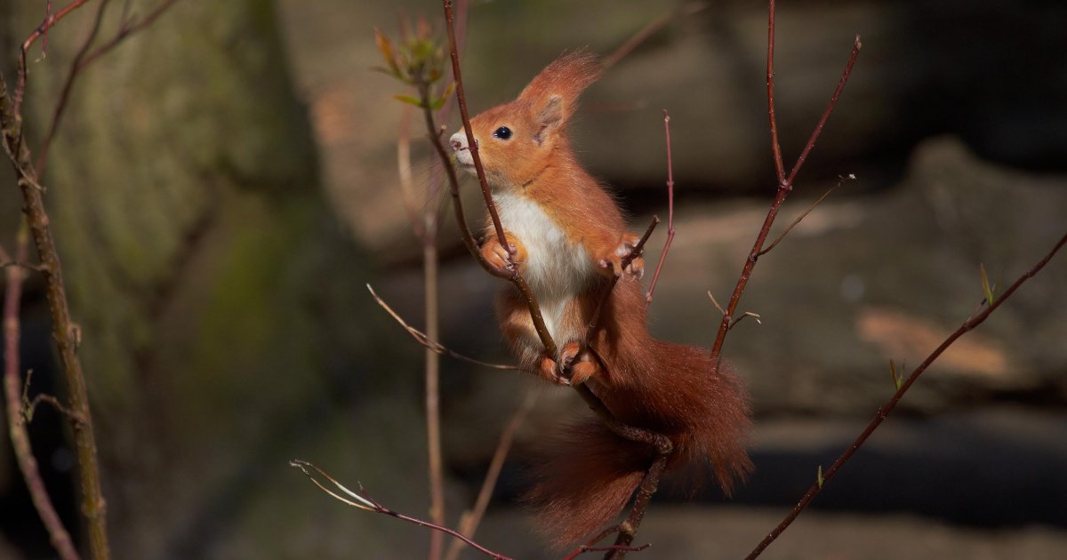 Eichhörnchen vergessliche Gärtner Deutsche Wildtier Stiftung