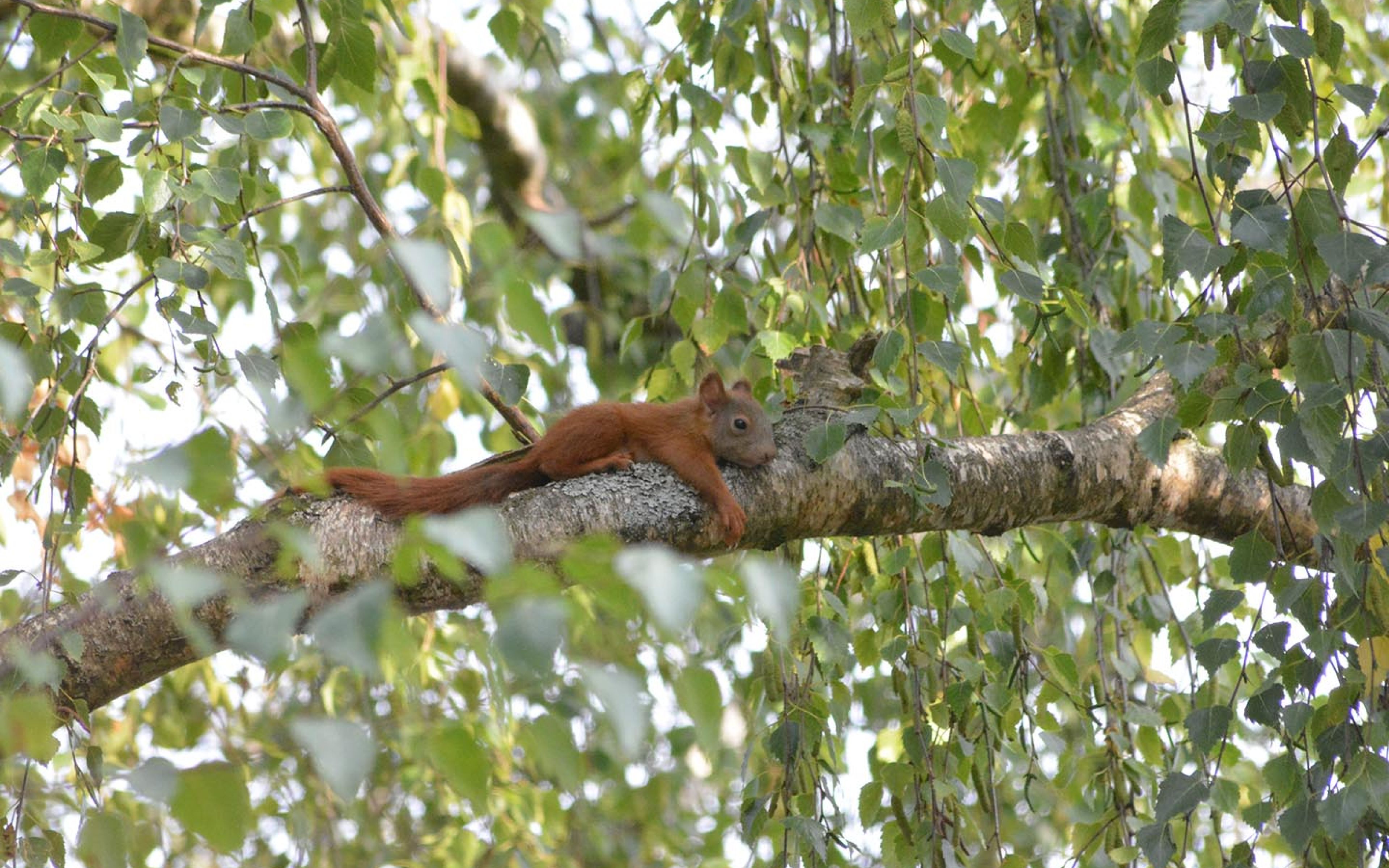 Deutsche Wildtier Stiftung Eichhörnchen vergessliche Gärtner