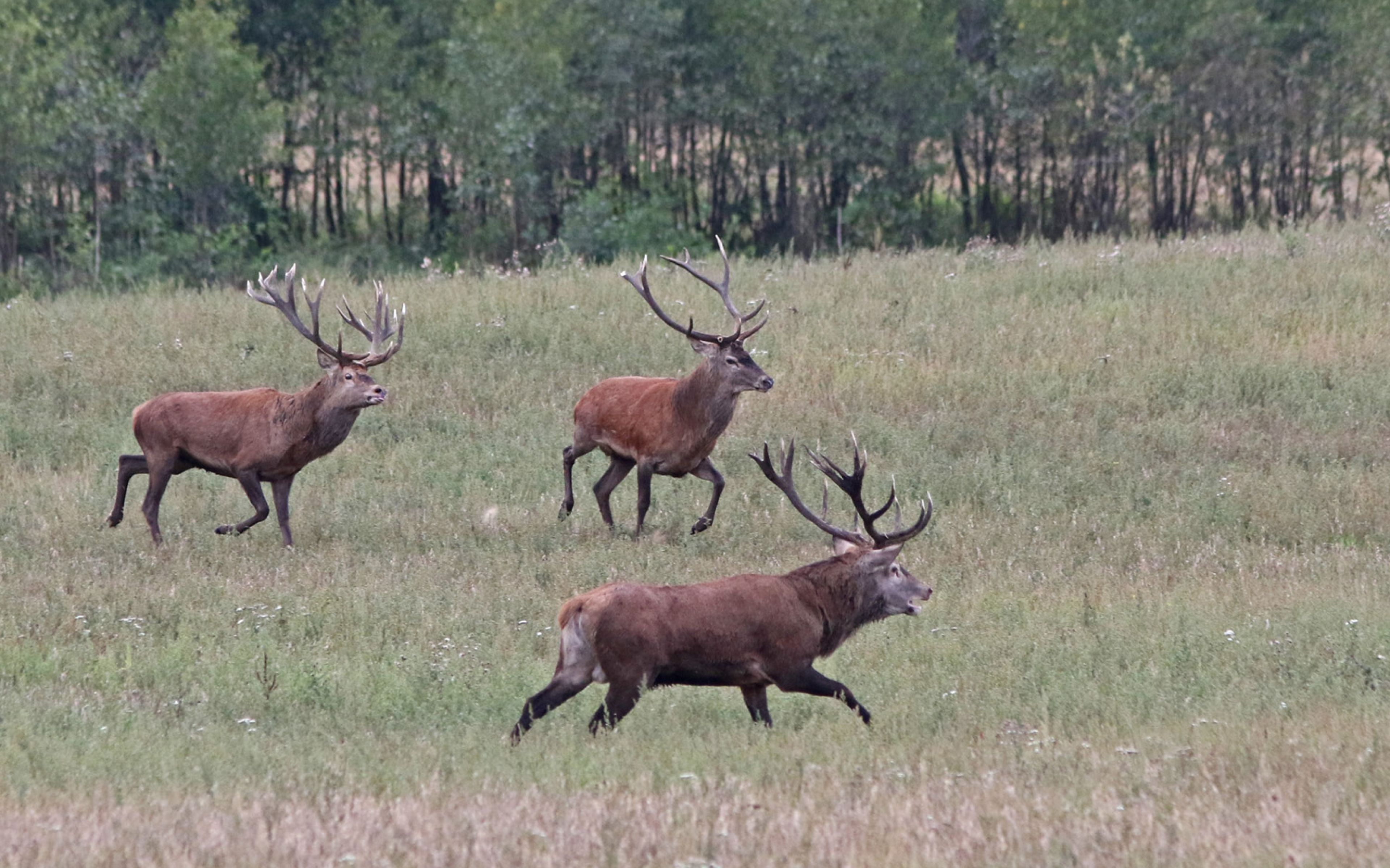 Die Brunft der Hirsche auf dem Gut Klepelshagen Deutsche Wildtier