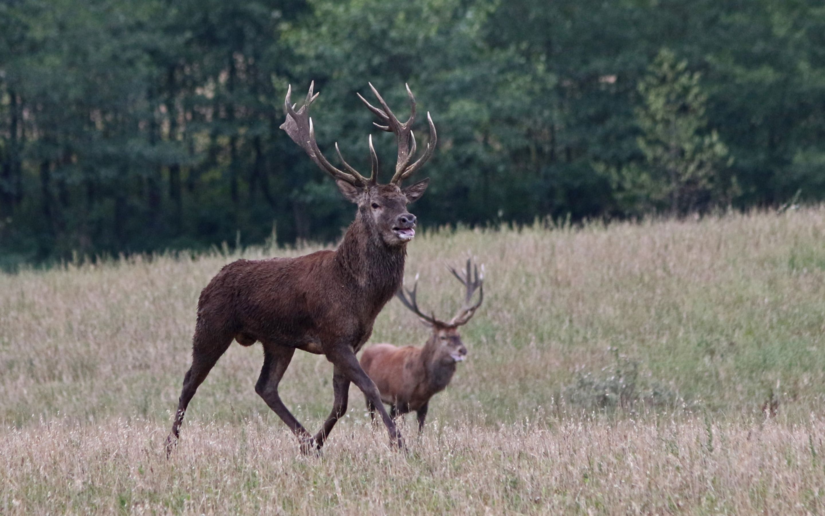 Die Brunft der Hirsche auf dem Gut Klepelshagen Deutsche Wildtier