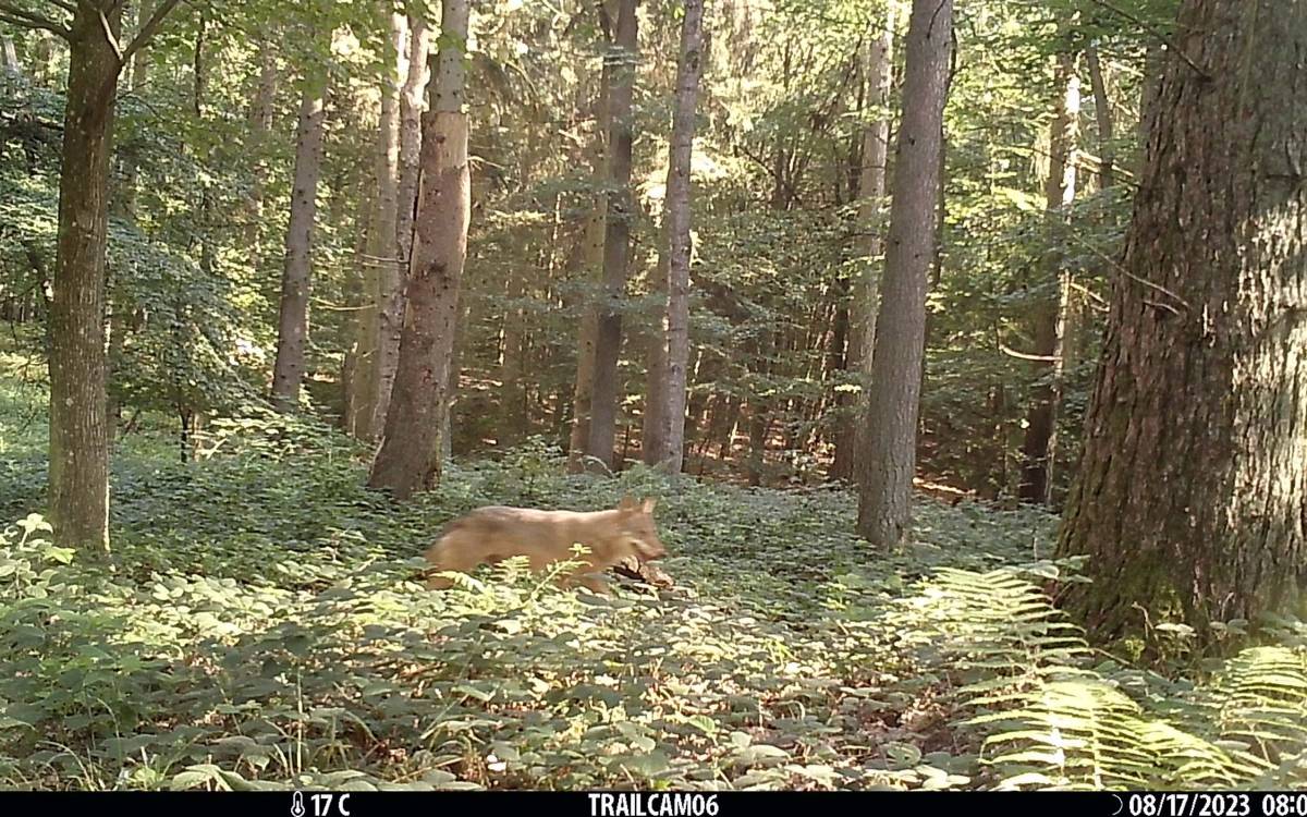 TrailCam 06 zeigt wieder einen Einzelwolf.