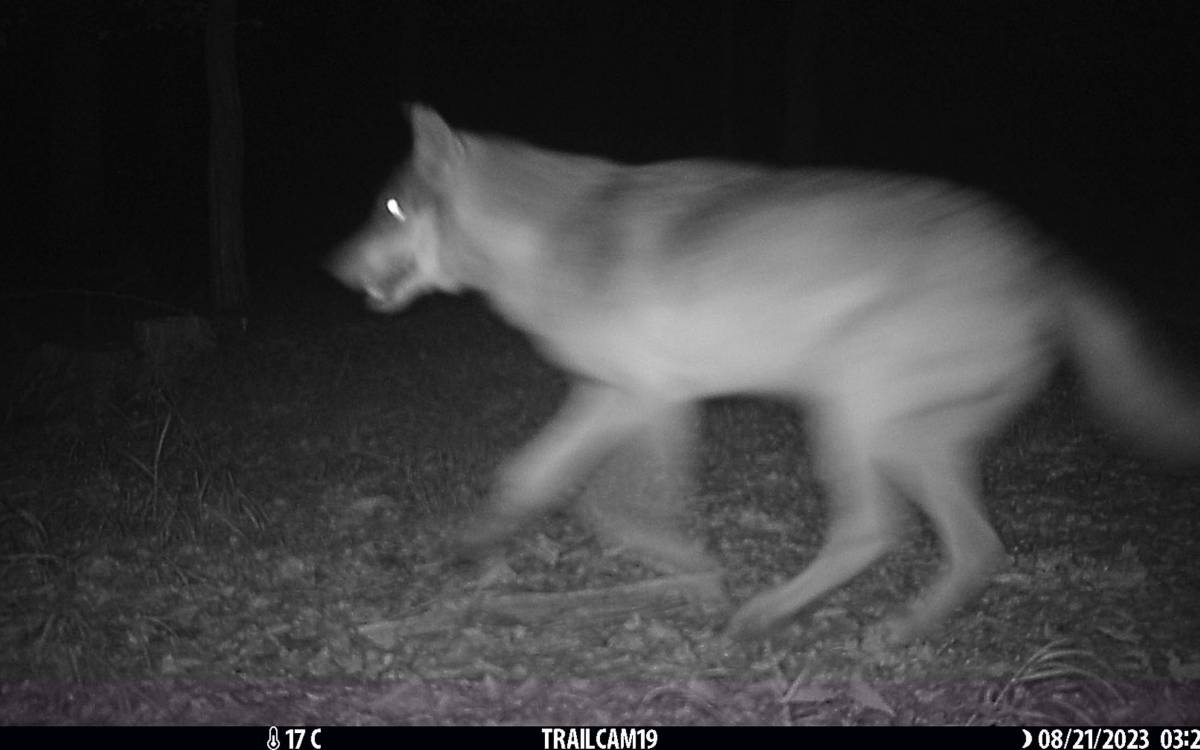 TrailCam 19 zeigt auf einer Nachtaufnahme einen Wolf.
