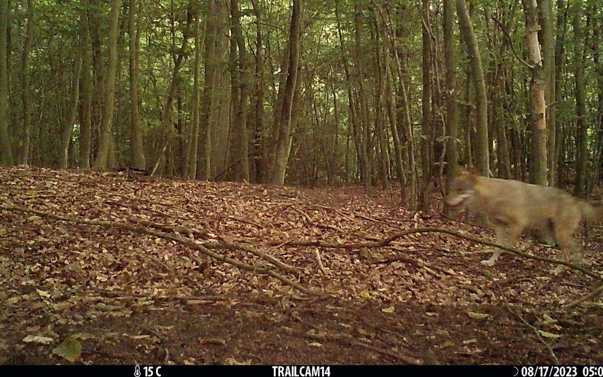 TrailCam 14 - Wieder ein Wolf. Die Tiere sind bekannt. Sie wurden vorher schon bei der Jagd beobachtet.