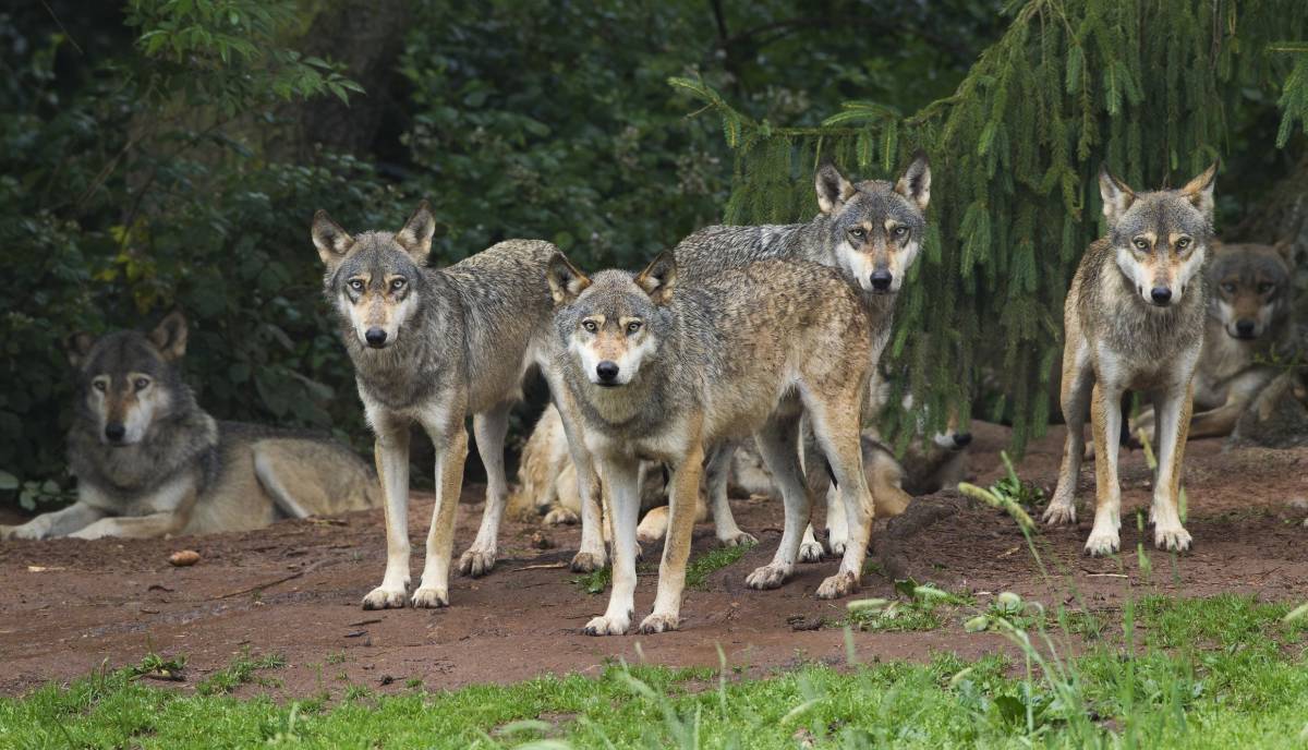 Wolfsrudel Foto: imageBroker /Christina Krutz