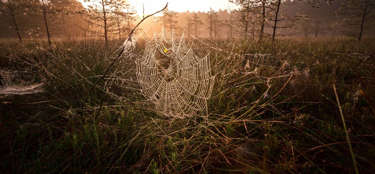 Spinnennetz-im-Moor
