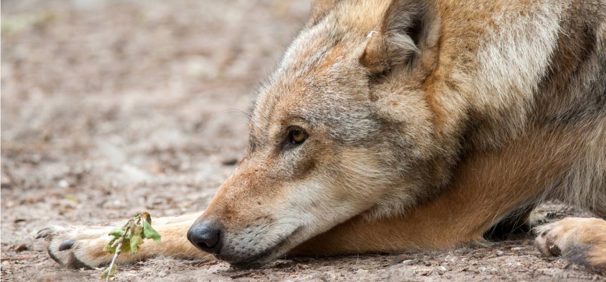 Wolf - Foto: Anne Friesenborg