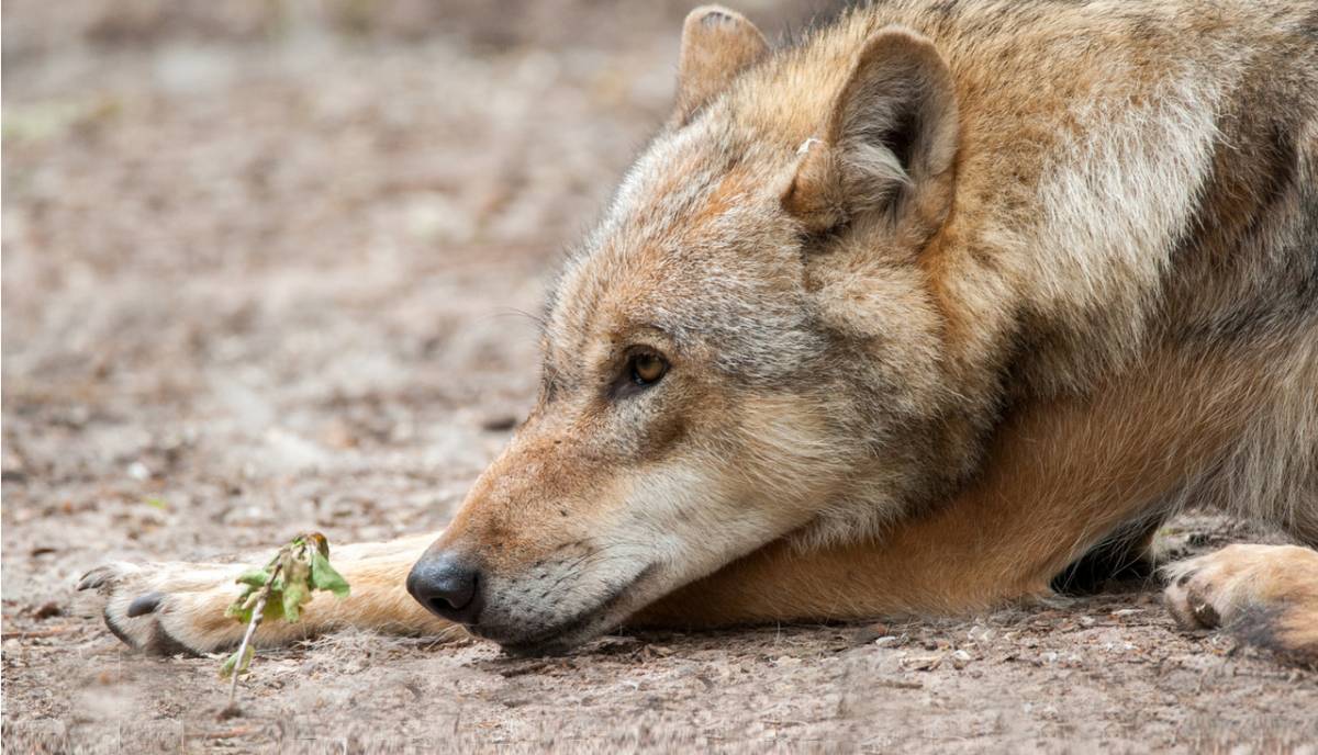 Wolf - Foto: Anne Friesenborg