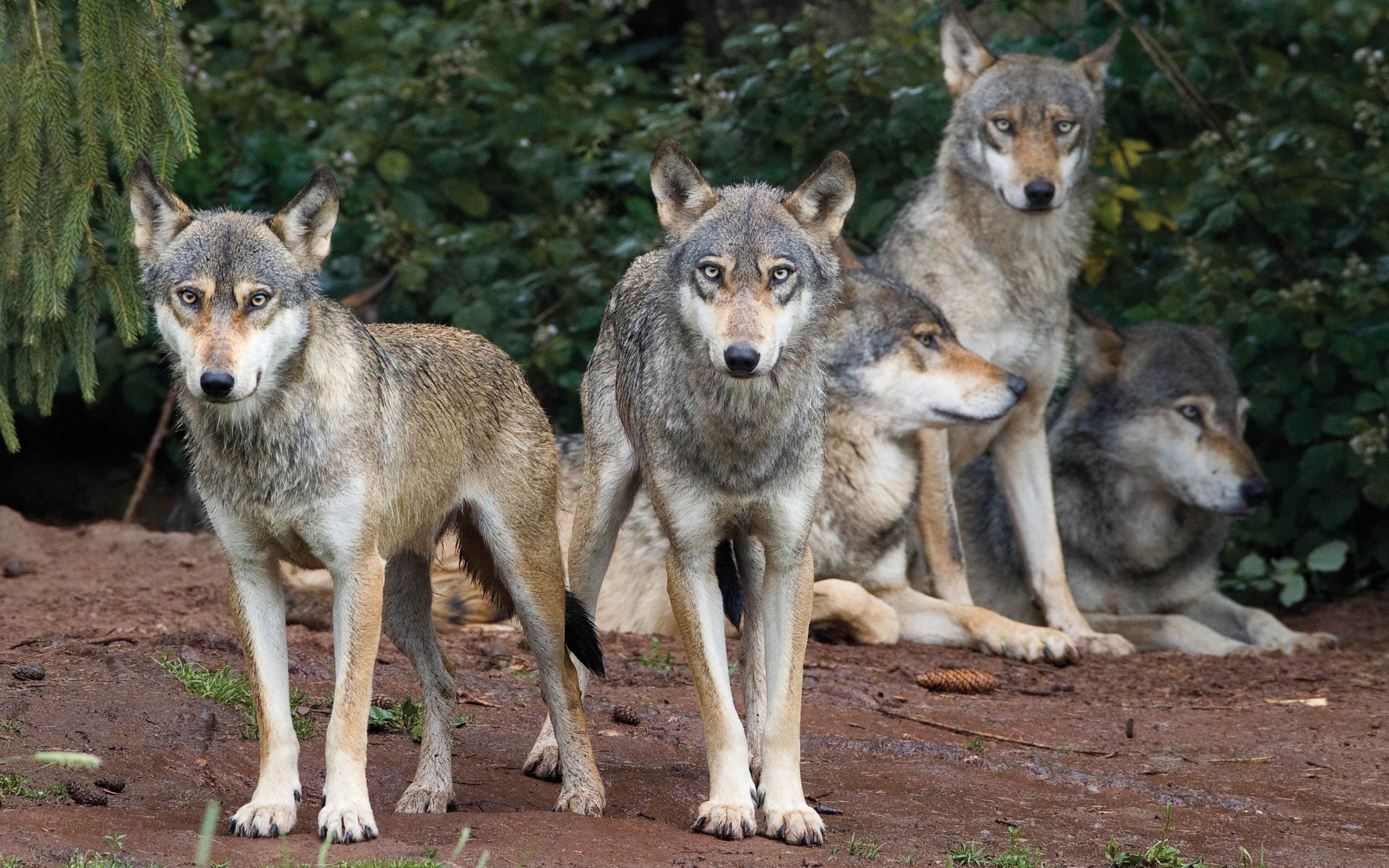 Die Rückkehr der Wölfe führt zu Konflikten | Deutsche Wildtier Stiftung