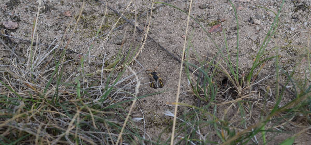 Hier kommt eine Furchenbiene aus ihrem Nest im Erdboden (Foto: Schmid-Egger)