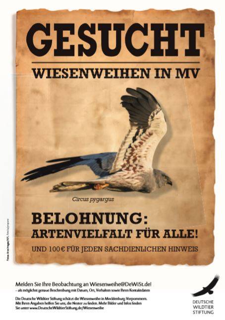 plakat-wiesenweihe-gesucht_wiesenweihe-wanted-poster