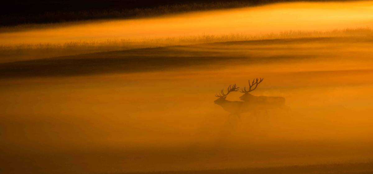 Hirsche im Nebel (Foto: Burckhard Stoecker)