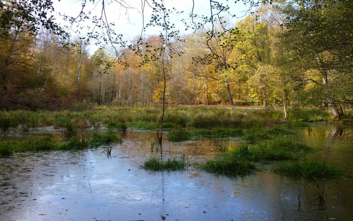Waldmoore haben eine wichtige Rolle im Wasserhaushalt des Waldes.
