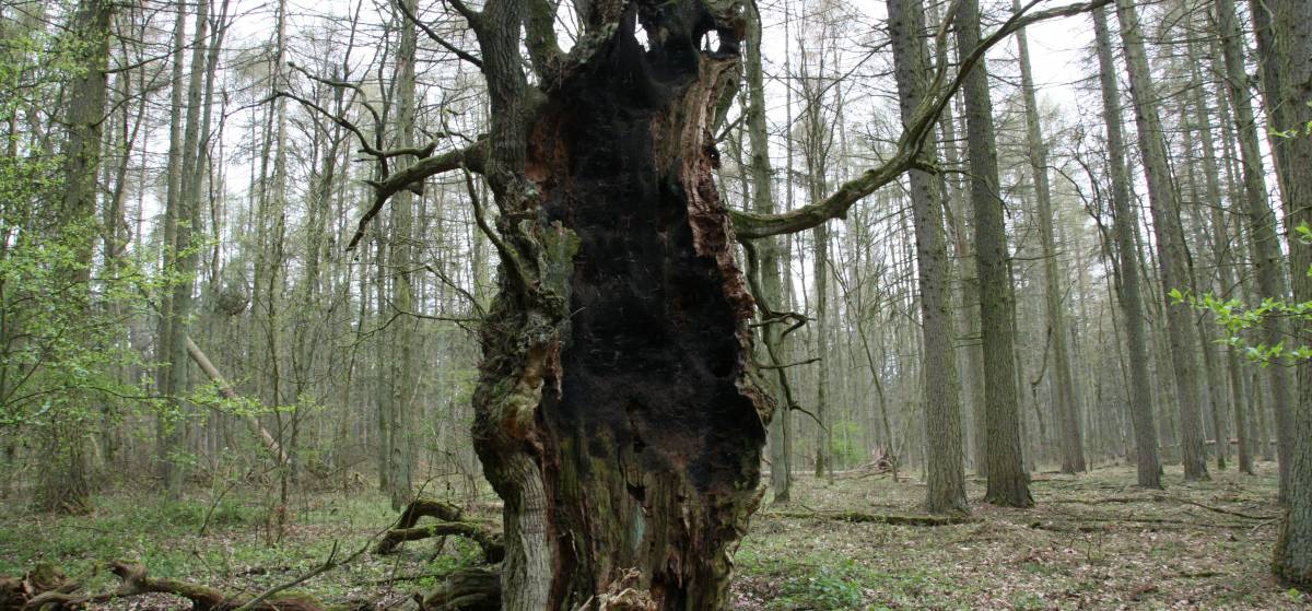Totholz und alte Bäume, hier in Rechlin, sind für Fledermäuse wichtig (Foto: Deutsche Wildtier Stiftung)