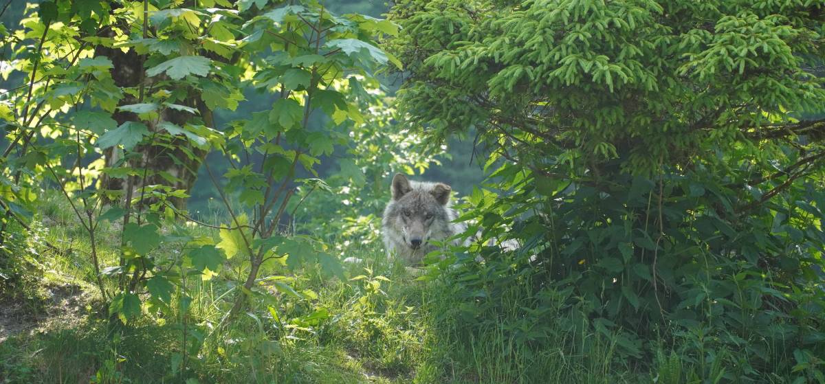 Wolf  -  Foto: Robert Krickl
