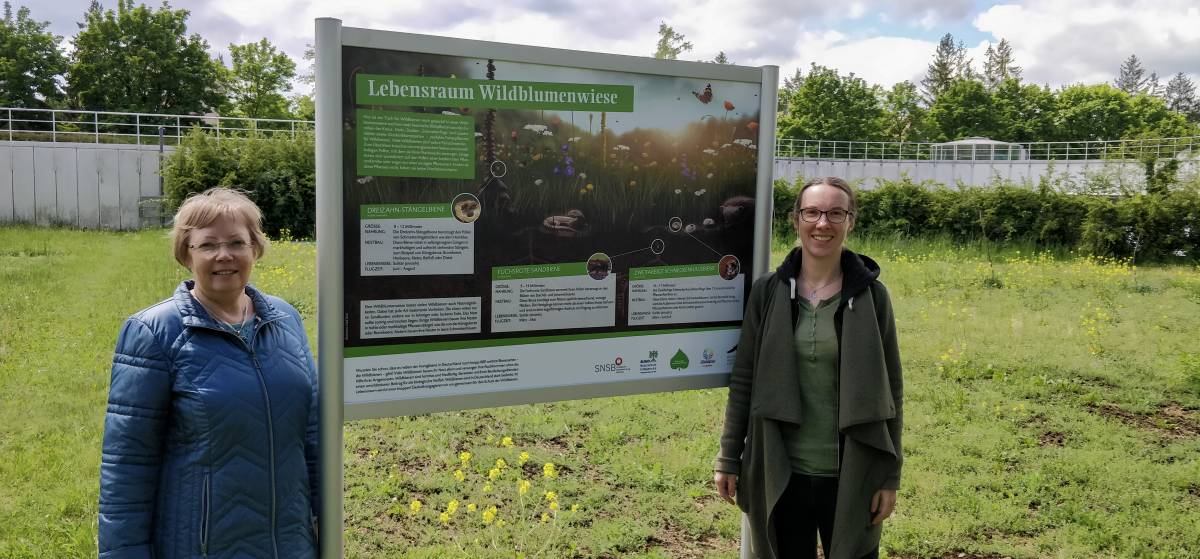 Im Foto links: Dr. Juliane Diller von der ZSM. Rechts: Kristin Böhm, Wildbienenexpertin der Deutschen Wildtier Stiftung