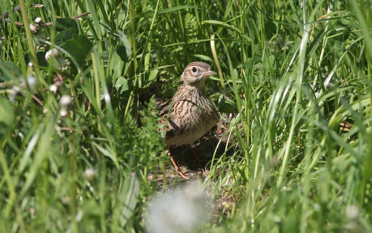 Vögel melden heißt Vögel schützen Deutsche Wildtier Stiftung