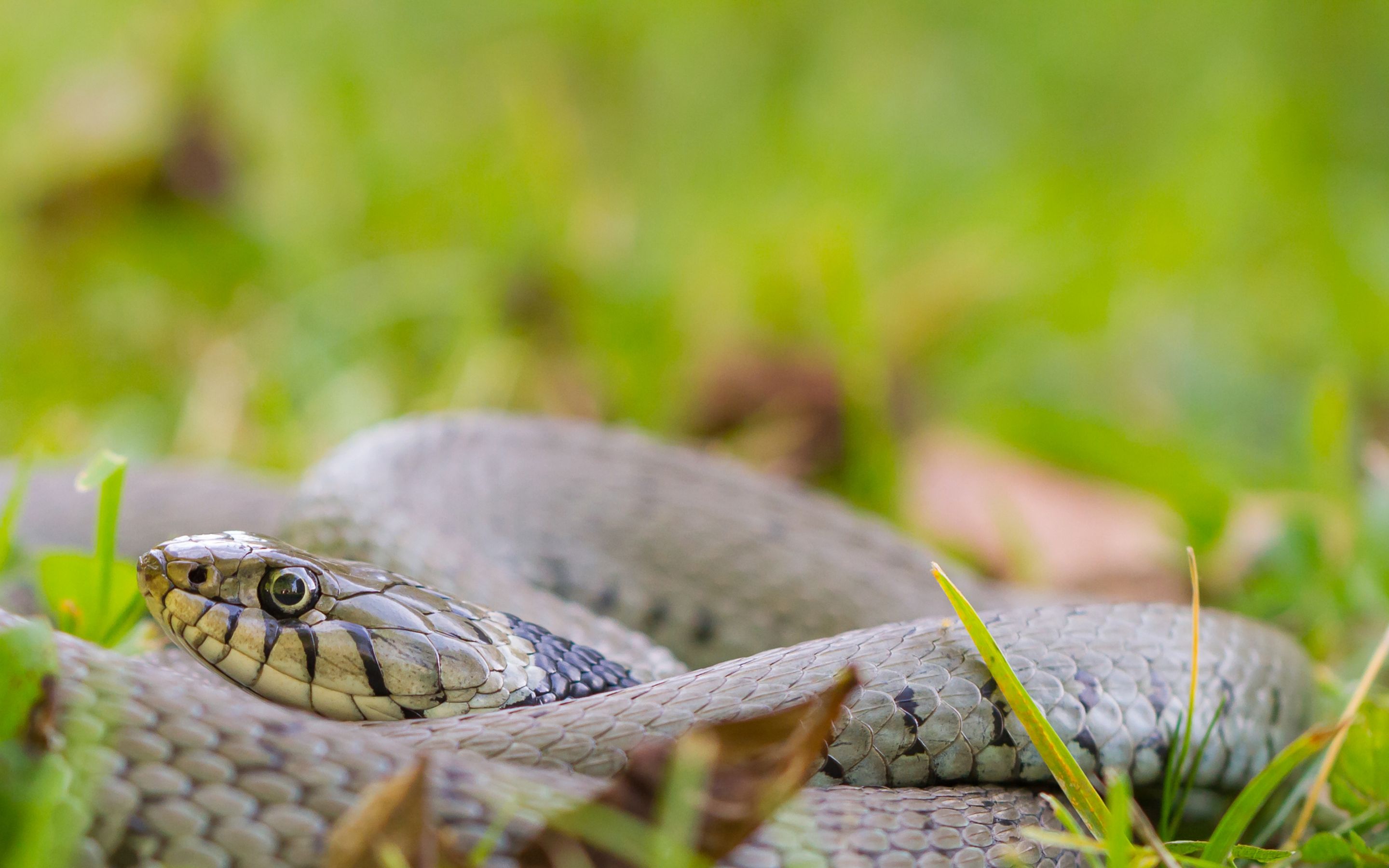 Schlangen im Garten Keine Angst vor den scheuen Sensibelchen