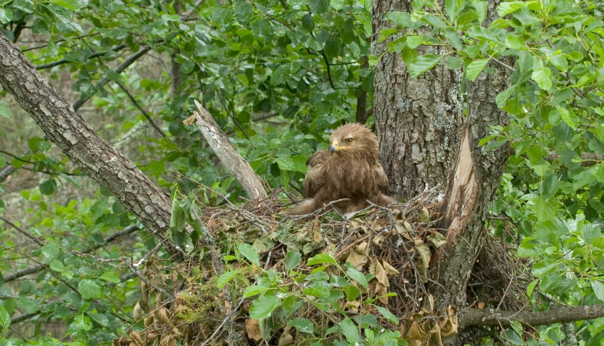 Schreiadler-Weibchen in Lettland sitzend im Nest