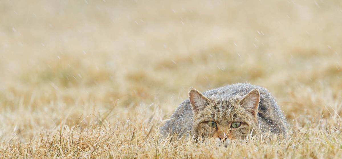 Wildkatze im Schneeregen Foto: M. Radloff