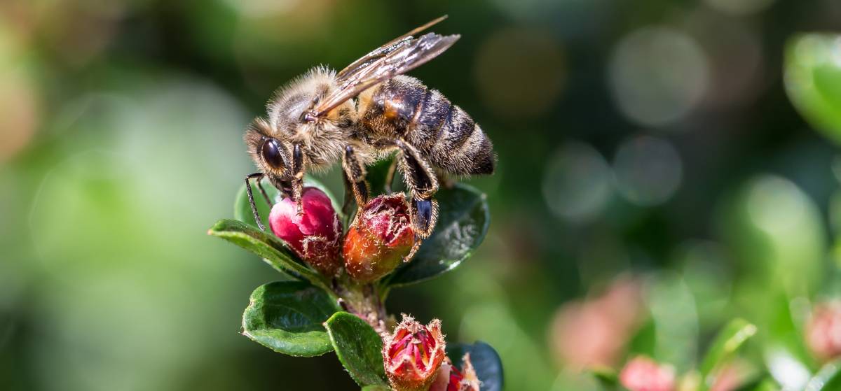 Honigbiene (Foto: Herwig Winter piclease)