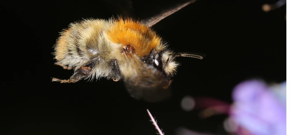 Wildbiene Bombus pascuorum - auch Ackerhummel genannt (Foto: Cristoph Künast)