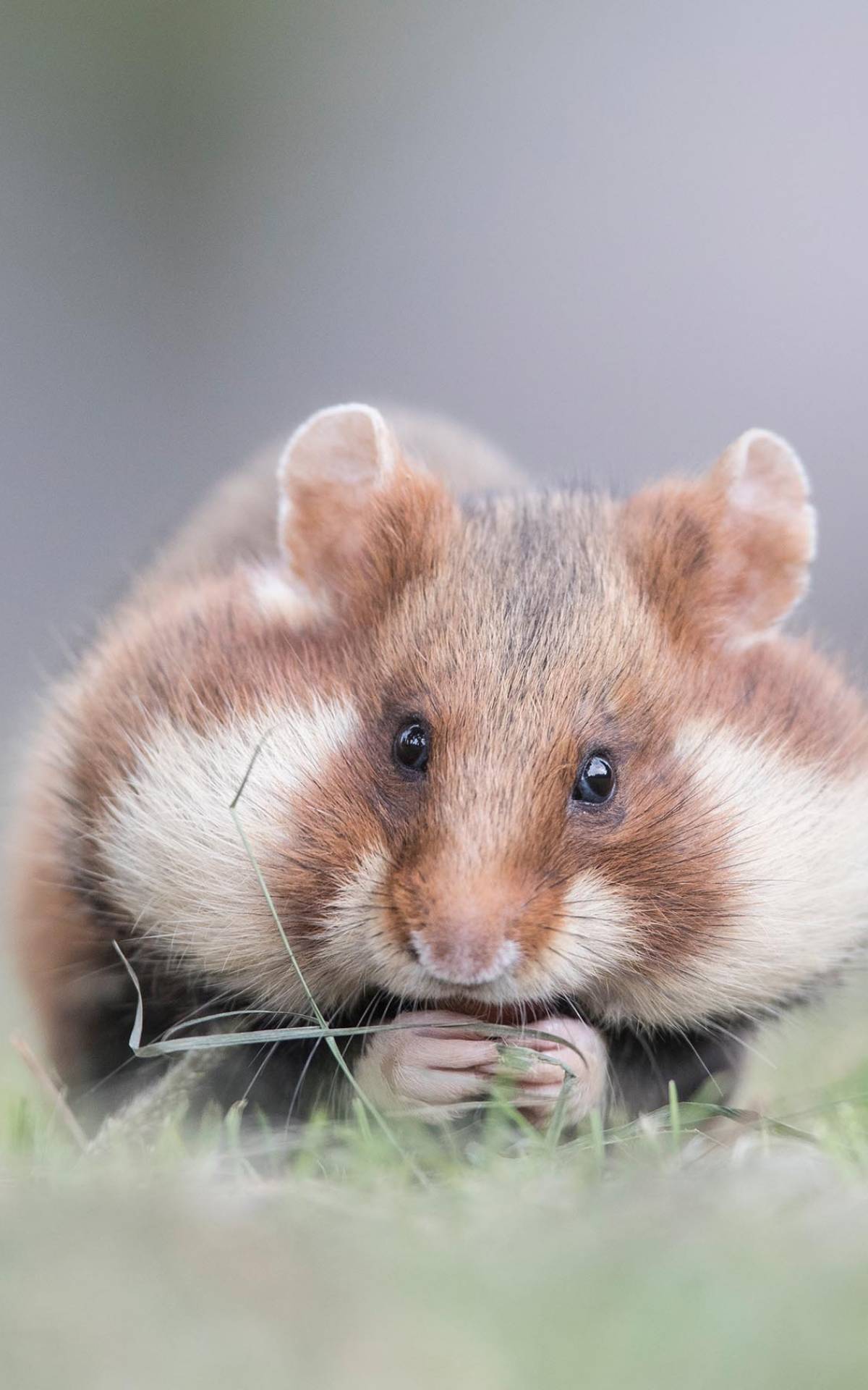 Feldhamster mit vollen Hamsterbacken Foto: Kerstin Hinze