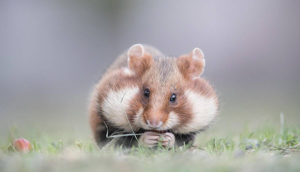 Feldhamster mit vollen Hamsterbacken Foto: Kerstin Hinze