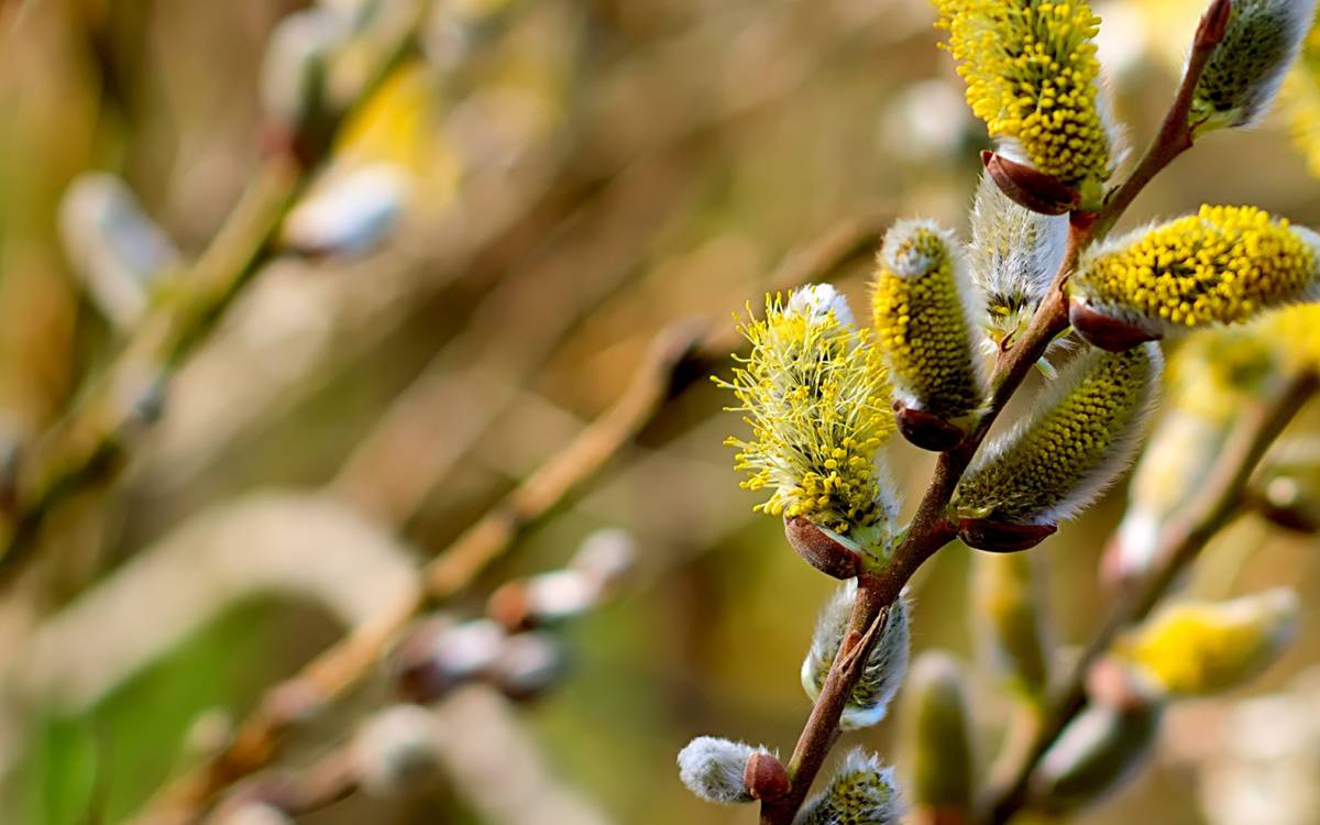 Weiden sind im Frühjahr wichtige Nahrungsquellen für Wildbienen