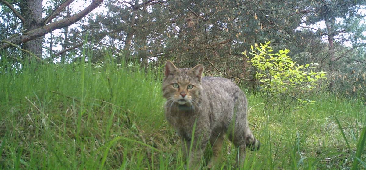 Aufnahme einer Wildkatze mit einer Wildkamera Foto: Malte Götz