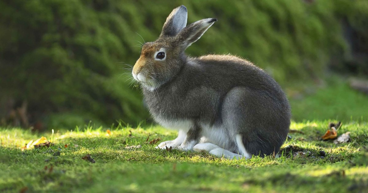 www.deutschewildtierstiftung.de