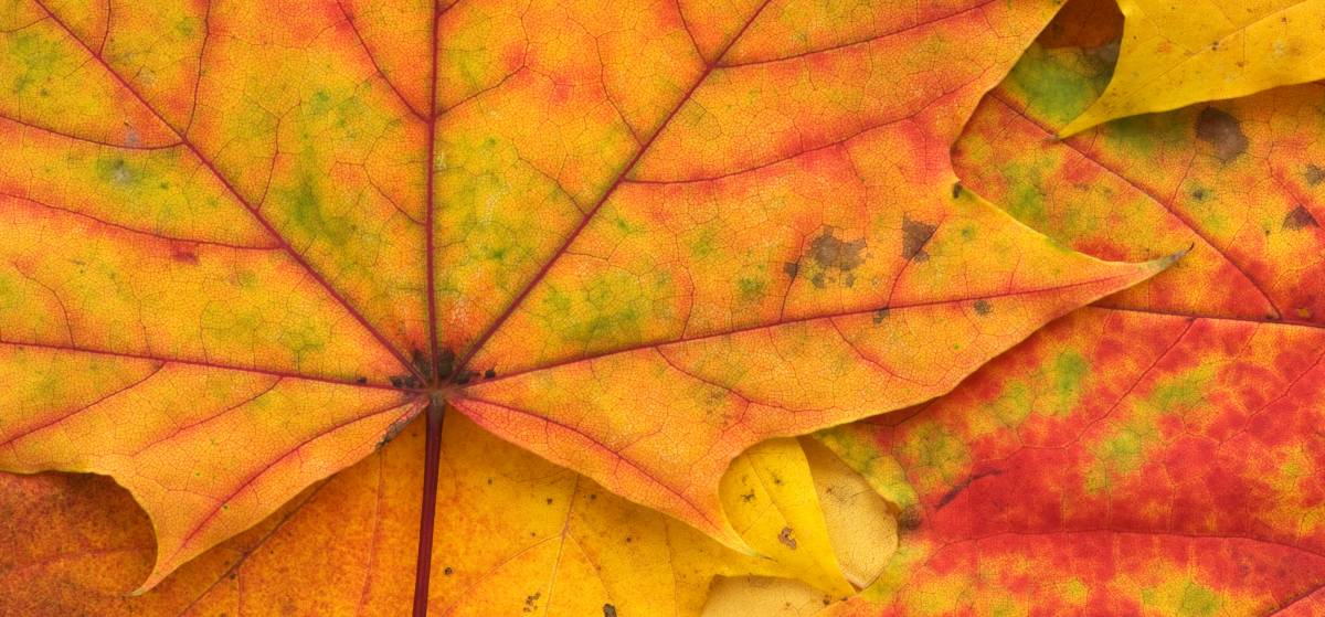 Ahornblatt mit Herbstfärbung