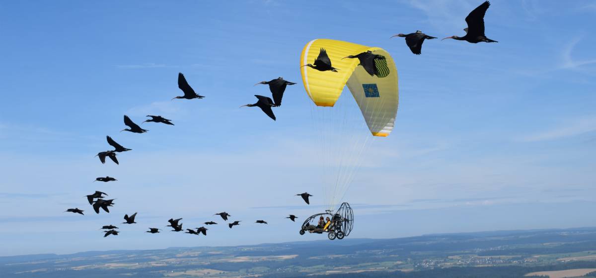 Mit Ultraleichtflugzeugen wird den Vögeln die Flugroute gezeigt