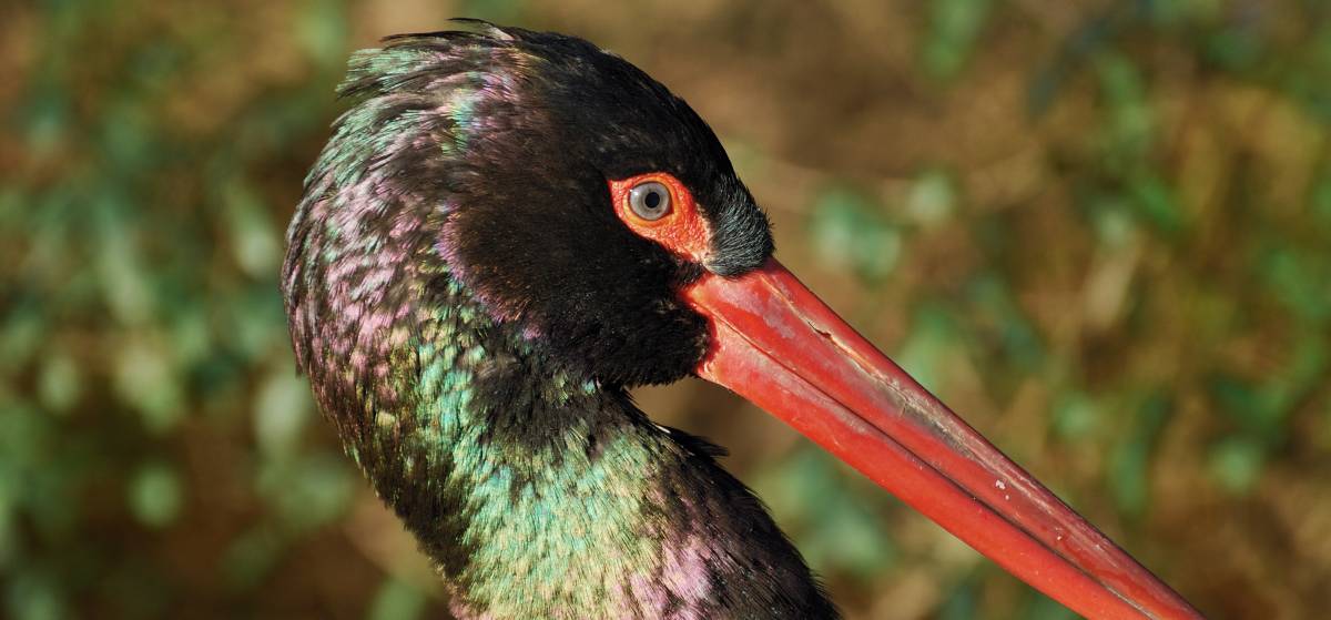 Viele seltene Großvogelarten wie den Schwarzstorch sind Windkraftanlagen im Wald eine Gefahr.