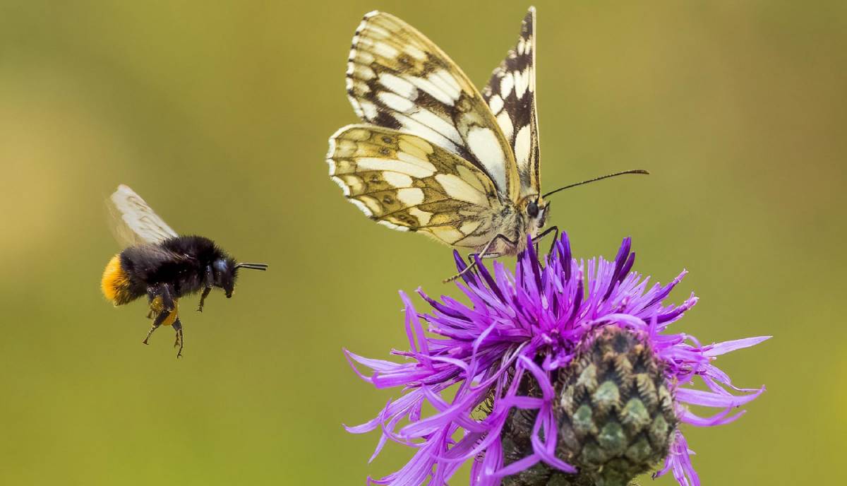 Wildbienen, Schmetterlingen und anderen Insekten – jetzt helfen