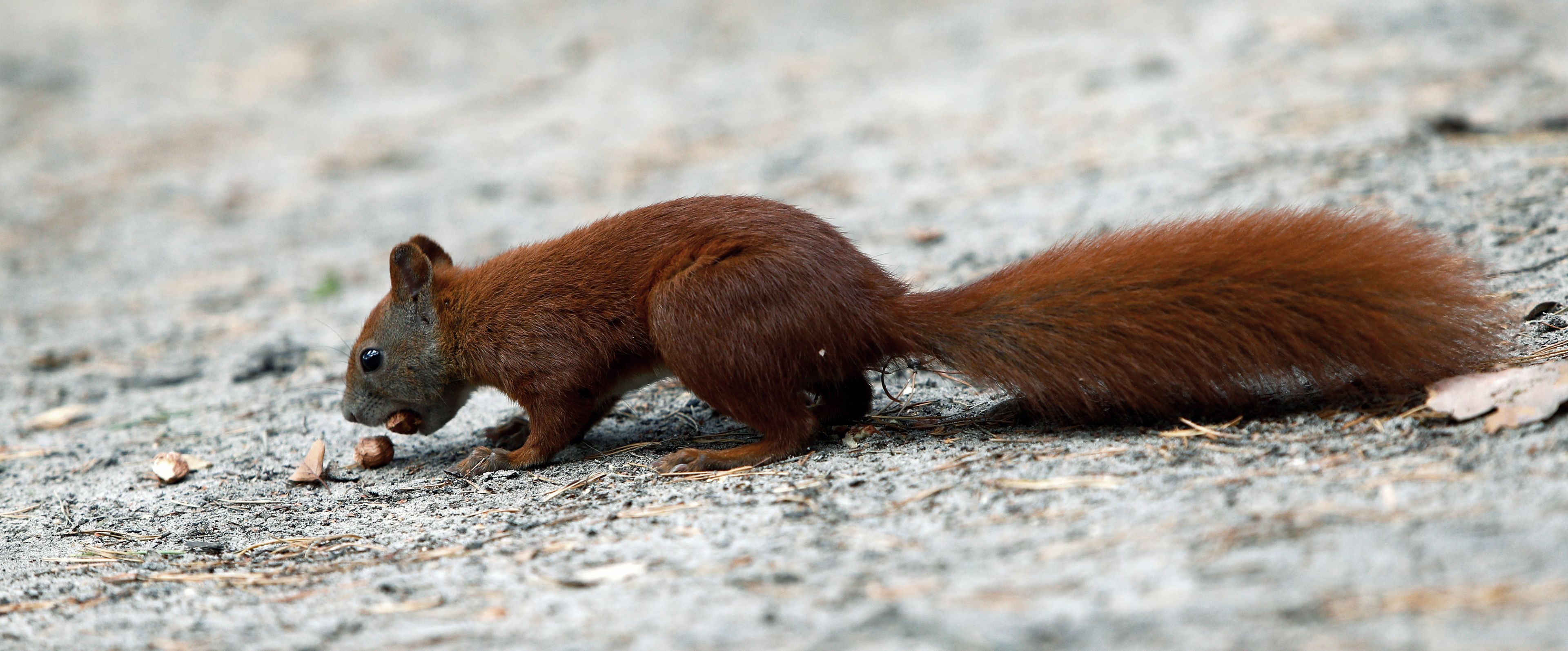 Eichhörnchen | Deutsche Wildtier Stiftung