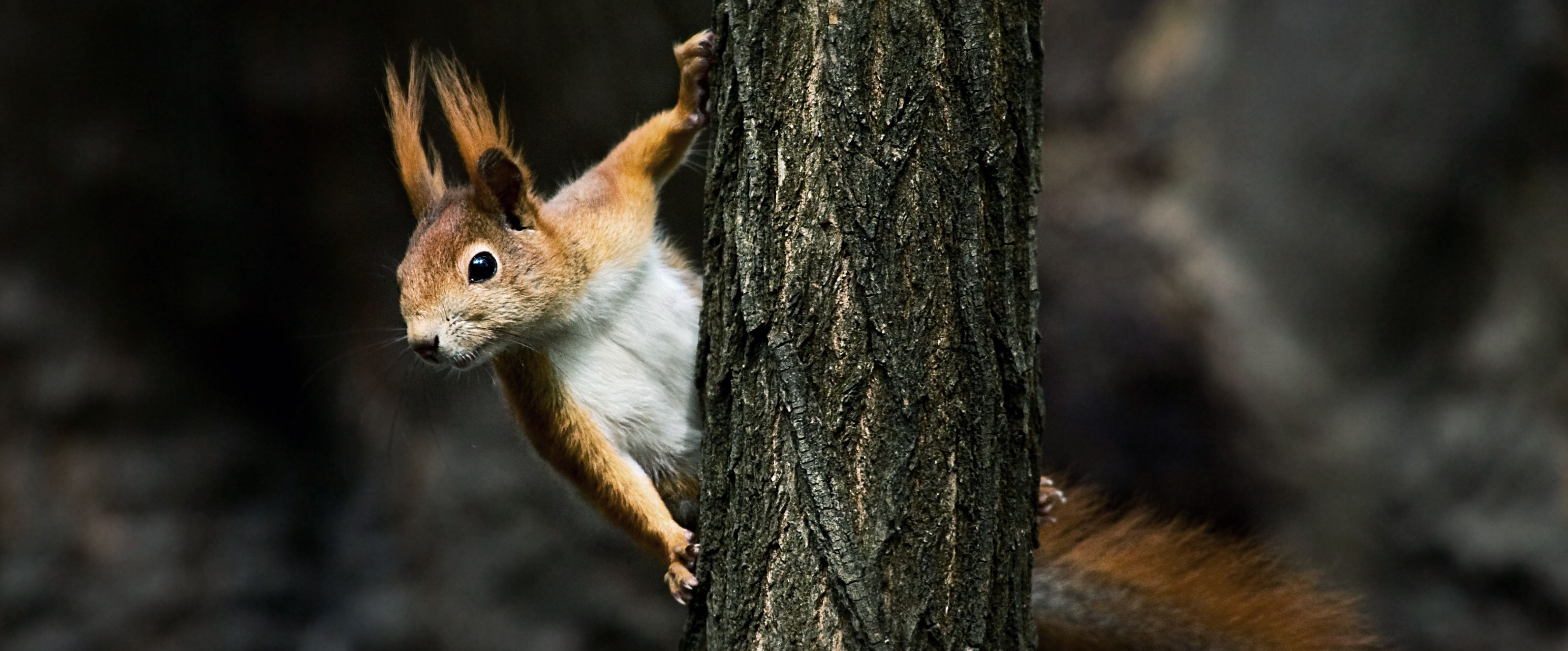 Wie Groß Wird Ein Eichhörnchen www.deutschewildtierstiftung.de