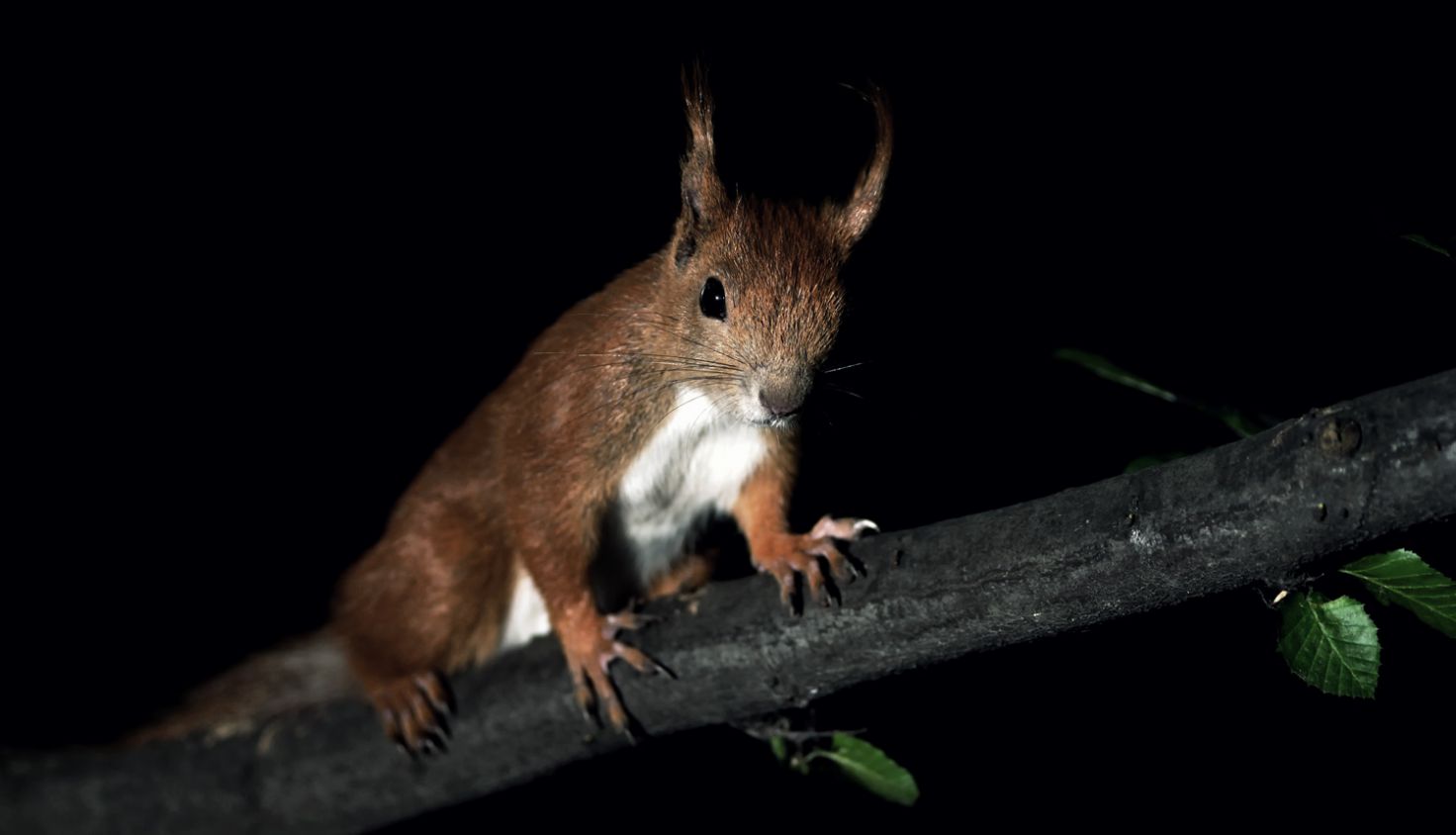 Eichhörnchen vergessliche Gärtner Deutsche Wildtier Stiftung