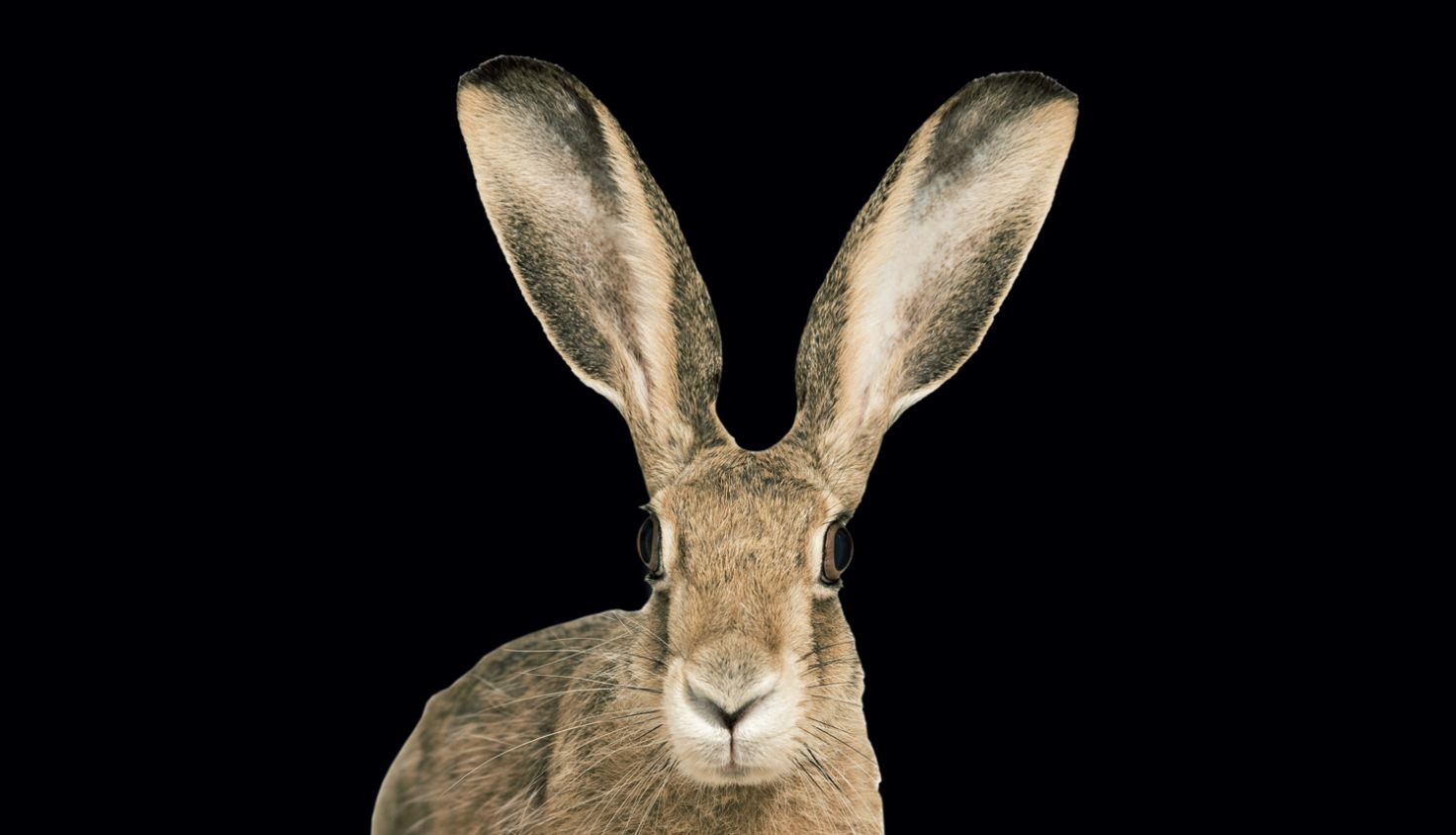 Husten bei Hirsch und Hase? Deutsche Wildtier Stiftung