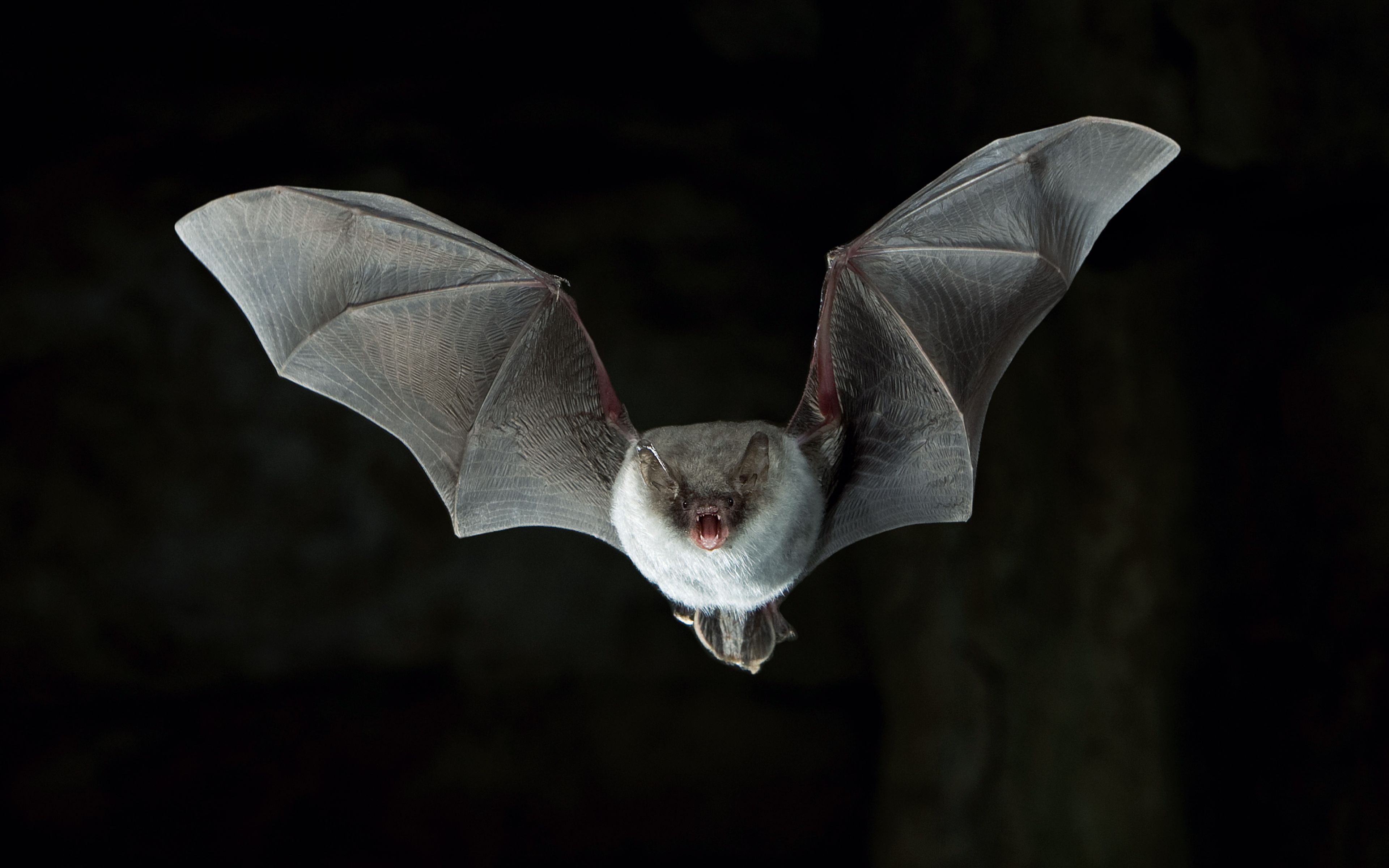 Fledermäuse Deutsche Wildtier Stiftung