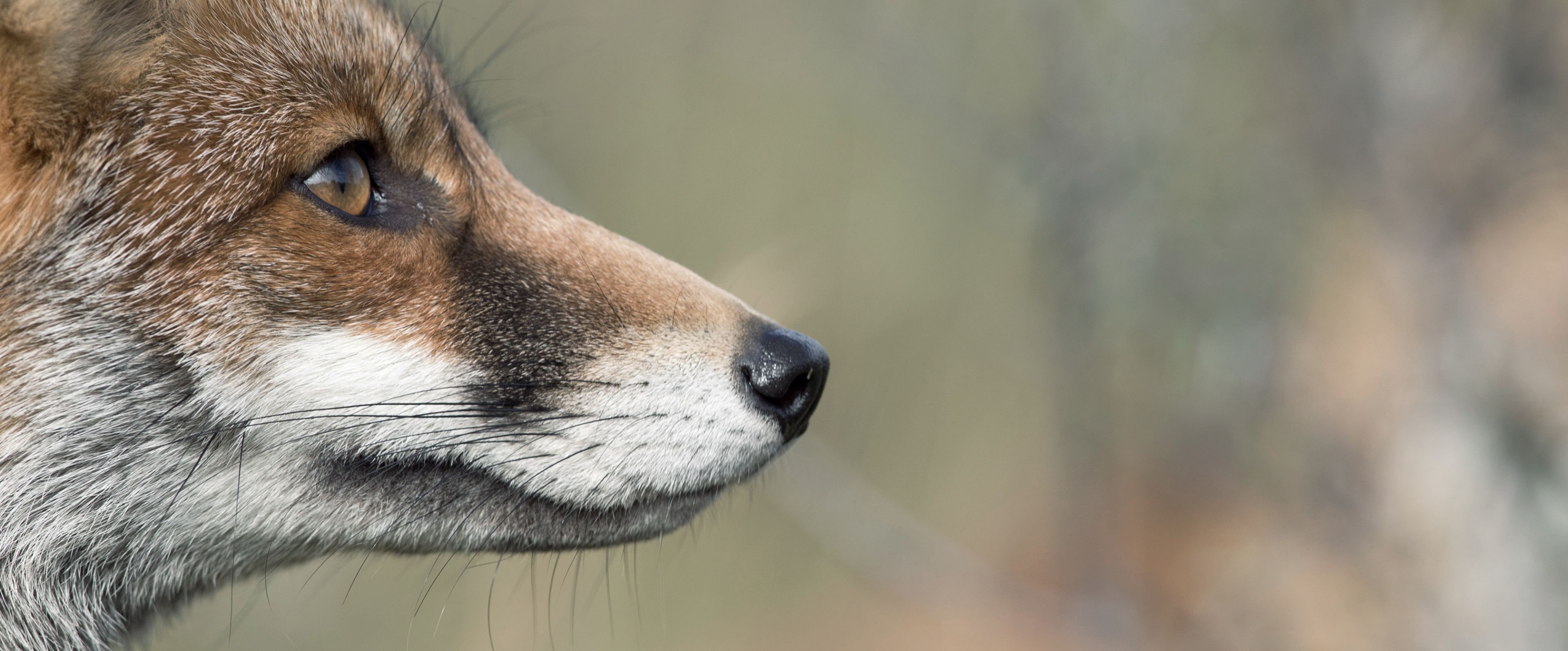 Fuchs Deutsche Wildtier Stiftung