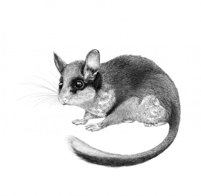 Gartenschläfer Deutsche Wildtier Stiftung