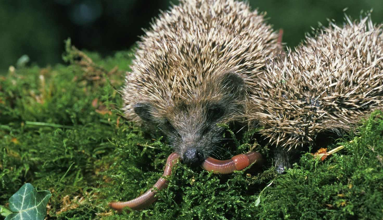 Igel Steckbrief Deutsche Wildtier Stiftung